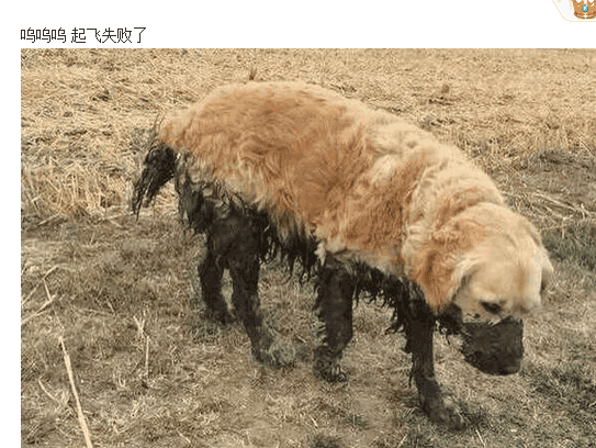 九游体育-包含Karsa遭遇五持续失利，美国队教练压力巨大！的词条